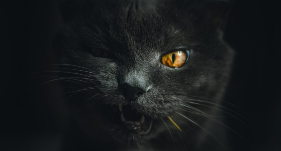 MACSKADÉMON – MJUZIKEL KOMÉDIA EGY FURCSA HÁZBAN /PINCESZÍNHÁZ, SZENTENDREI TEÁTRUM, GERGYE KRISZTIÁN TÁRSULAT/